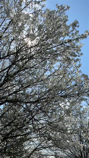 Springing into longer days and warmer weather in the Ozarks ❤️ | ozark mountains