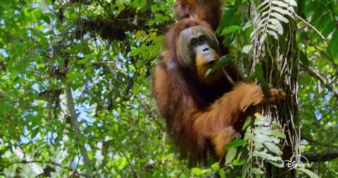 Orangutan - Trailer