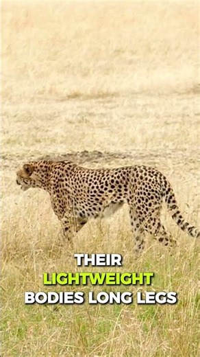 The Cheetah’s Super Speed: Nature’s Fastest Sprinter!
