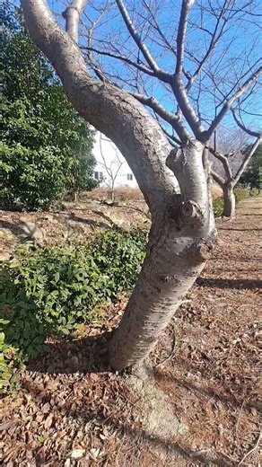 Tree trunk with distinctive curved shape #rough#texture bark