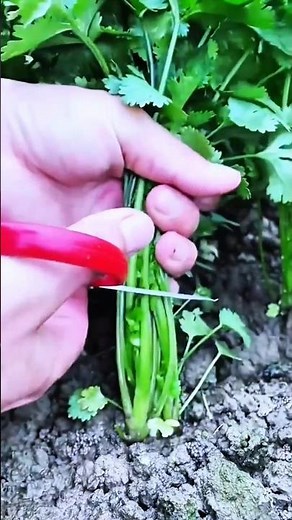 Harvesting fresh cilantro stems with scissors from garden soil