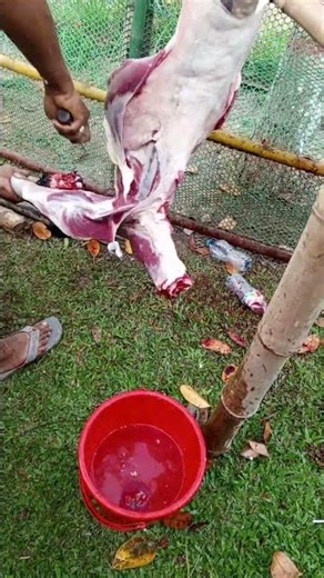 Goat preparing for Cooking #cooking #foodmaking #cuttingskills #goat #shorts