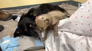Nursery dog comes out of retirement to help raise cheetah cub
