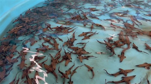 Genoa National Fish Hatchery’s Lake Sturgeon are growing! We raise the Lake Sturgeon to a size around 6-8 inches before releasing them. This year they will be going to New York, Tennessee, Ohio, Michigan, and Minnesota. Video: Hundreds of Lake Sturgeon in a blue circular tank. (Sound: rushing water) Video credit: USFWS. | Genoa National Fish Hatchery and Great River Road Interpretive Center
