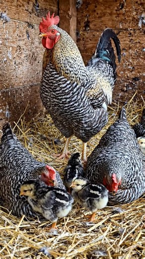 Beautiful farm life with our chickens 🏡 #Aesthetic #Shorts #Farming🐓🐓