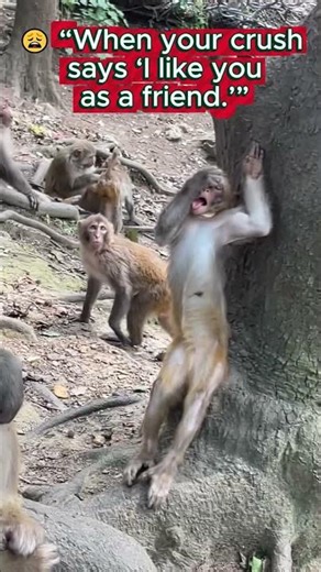 🎭 The Most Dramatic Monkey Ever!