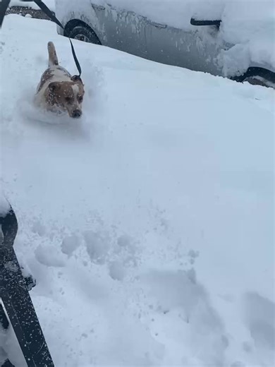 This dog is so crazy lol😂 #beagle #beaglelife | Kristen Charles