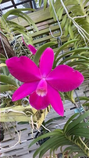 Cattleya Miyuki Little King 'Dark Star'
