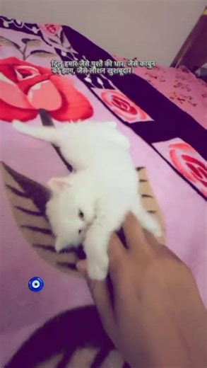 billoo hamar 🤍 🐱||#shorts #shortvideo #youtubeshorts #catvideos #trending #fyp