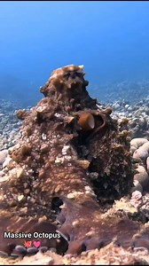 22K views · 461 reactions | A massive octopus rises up, arms spread wide  Standing tall with texture and color shifting — a true deep-sea show. Powerful, alien, and unforgettable. #octopus #marinelife #octopuslove | Scuba Diving Holidays | Facebook