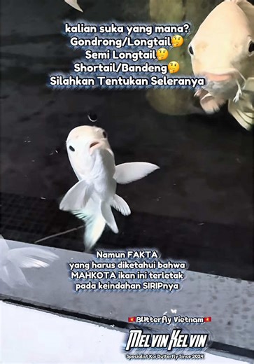 kalian suka yang mana? Gondrong/Longtail🤔 Semi Longtail🤔 Shortail/Bandeng🤔 Silahkan Tentukan Seleranya CESG Series merupakan parameter / komponen dalam menilai Koi Butterfly yang disusun secara fair, berdasarkan hasil observasi yang saya lakukan dan survey kepada para penghobby ikan ini di Indonesia. Semoga dengan adanya ini dapat sedikit mencerahkan para pemula yang ingin terjun di hobby Koi Butterfly ini dan tidak mudah tergiur dengan iming-iming ikan yang masih tergolong ikan Cendolan. Asp