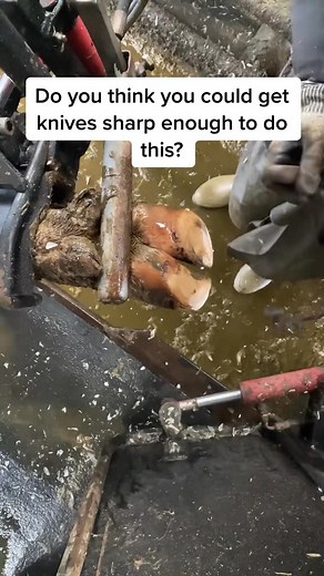 Most important thing about this job is getting knives sharp sharp sharp! Tag someone you think could do this! #trick #farm #sharp #farming #cow #farmacia #farmhousestyle #fypシ #FarmersMarket #farmer #farmasi #farmlife #farmhousedecor #farmhouse #knives | Jordyn Gray | Facebook