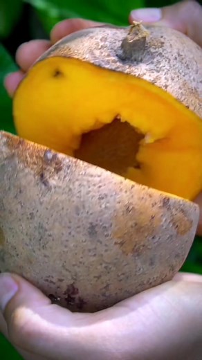 🥭🌿 MAMEY (Mammea americana) – EL FRUTO DORADO DE LA VITALIDAD Y LA SALUD --- 🌞 Un tesoro tropical lleno de energía natural El mamey, también conocido como mamey de Santo Domingo o zapote mamey, es un fruto originario del Caribe y América Central, reconocido por su pulpa anaranjada, dulce y aromática, además de sus poderosas propiedades medicinales y nutritivas. Durante siglos, sus diferentes partes —fruto, hojas y semillas— se han usado en la medicina tradicional para fortalecer el cuerpo, pr
