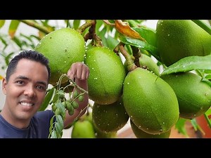 Dwarf Mango Tree Loaded with Fruit - You Need to Do This!
