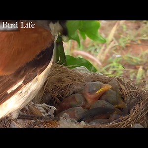 223K views · 6.9K reactions | The Life of Birds | Bird Life | Facebook