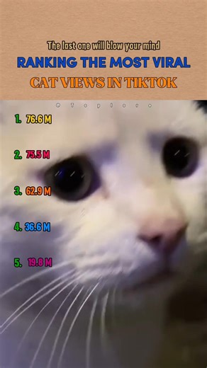 Ranking the Most Viral Cat Videos on TikTok 🐱🔥