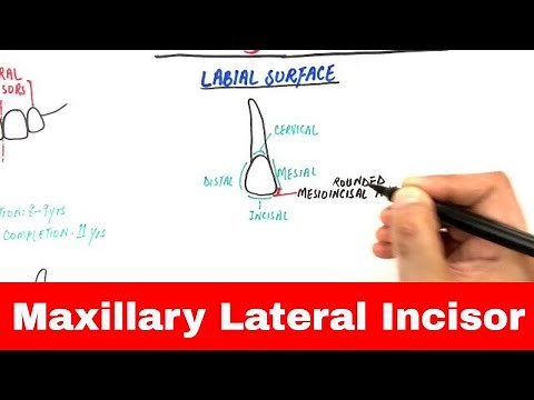 Anatomy of Maxillary Lateral Incisor - Tooth Morphology