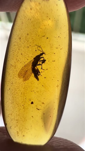 Amber Fossils on TikTok