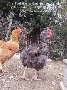 Tuer et vider une poule de son poulailler - Les jardins de DZprod