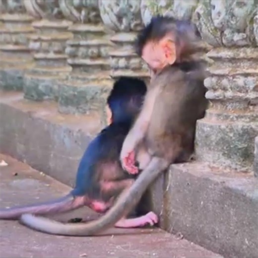 Adorable Reaction! Baby Monkey Surprised While Mama Gives Gentle Care.