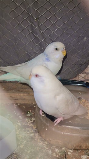 #cute albino austalian parrots 🦜 ♥️