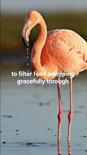 Flamingos in America? Why These Pink Birds Are Suddenly Appearing ‪@BirdWorldDaily‬