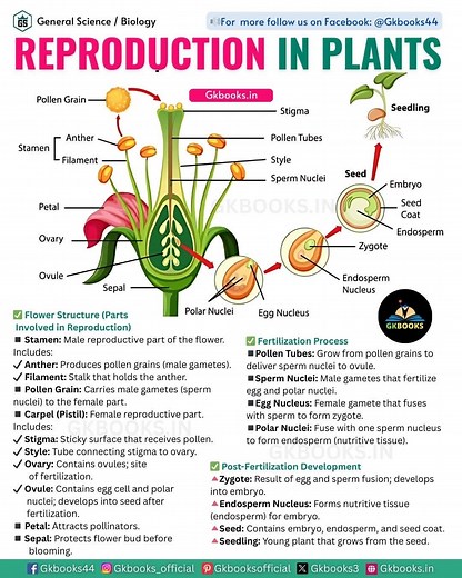 7.1K views · 118 reactions | Reproduction in Plants #plantreproduction #gkbooks #botanybasics #generalscience | Gkbooks | Facebook