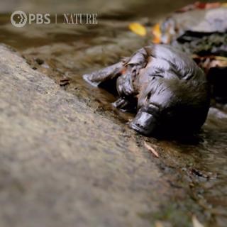 A female platypus named Zoom preps a nesting site after the mating season. "The Platypus Guardian" premieres Wednesday, October 18 at 8/7c on PBS. | Nature | PBS
