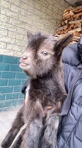 Good morning from #China. Lovely goat (羊羔) hopes you all have a wonderful day. ❤如花花 ❤❤❤ #Nature #Peace #wildlife #Chinese #goats #travel #beauty #beautiful #love | Lin hillside