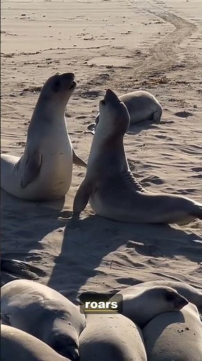 The Elephant Seal: Large Trunk-Like Noses | 4K Wildlife