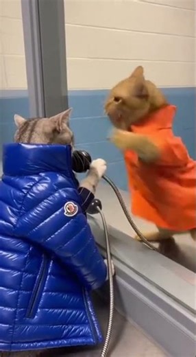 Cats Get Mad During “Jailhouse Phone Visit”