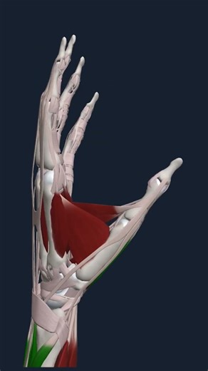 Opposition and Hand Muscles