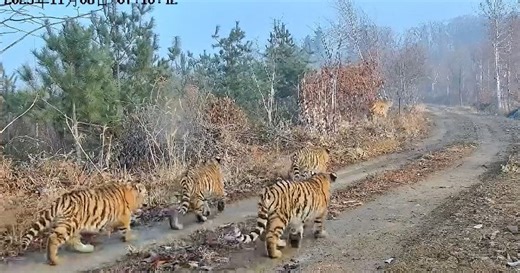 A remarkable five tiger cubs captured on video in Northeast China