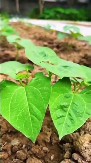 How to Grow Perfect Spring Beans Every Time