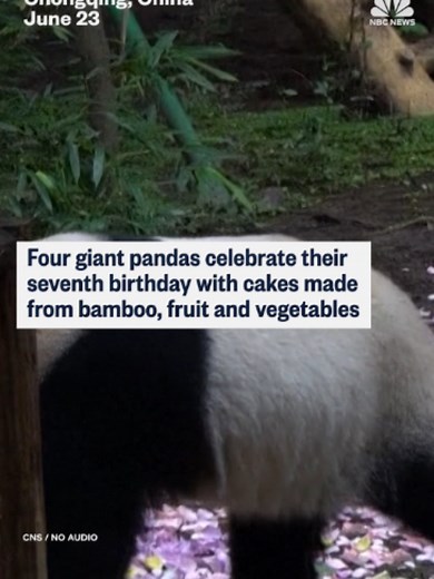 Four giant pandas celebrated their birthdays with cakes made of bamboo, fruit and vegetables in Chongqing, China.