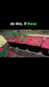 162K views · 2.4K reactions | #diy #gardening #offgrid | Keep on Growin' | Facebook