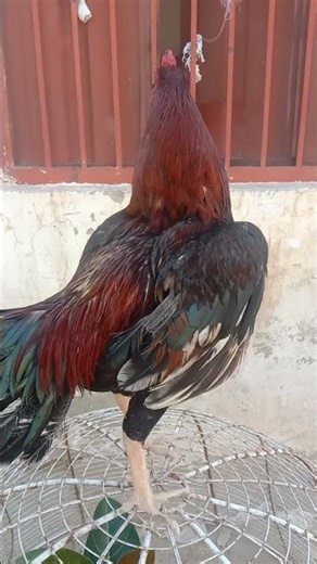 Attitude Wala Murga 🐓💯 | Viral Desi Power