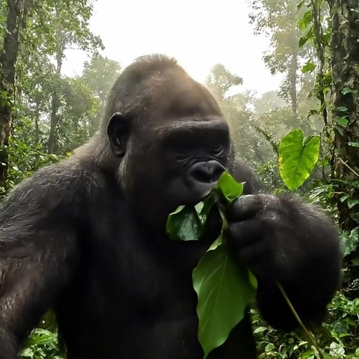 Do Gorillas Eat Meat? Exploring Their Diet