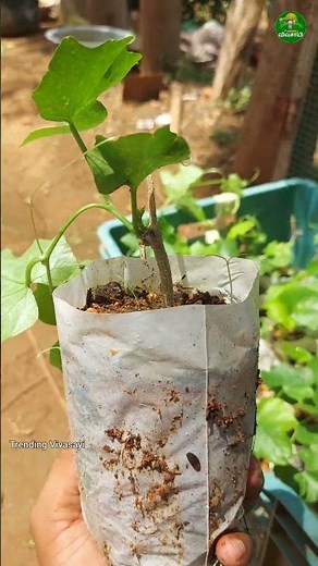 💥Ivy gourd plantation 👌🏻#farming #gardening #plants #agriculture