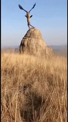 Leopard’s Lightning Charge — Eagle Escape Turns Into a Wild Moment