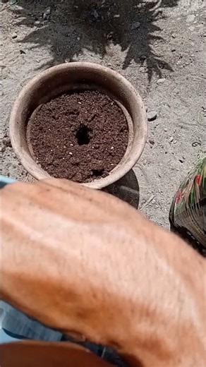 🌱 RUNTZ MUFFIN GERMINA EN SOLO 2 DÍAS 😱 | Cómo Germinar Semillas y Pasarlas al Sustrato en 3 DÍAS 🌱🔥