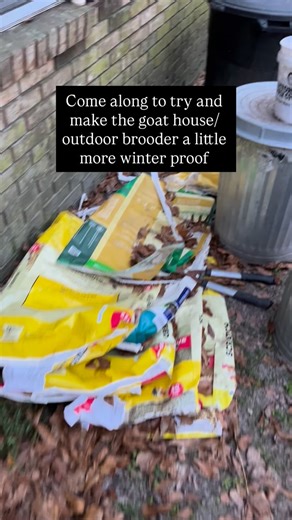 Not-An-Acre Homestead on Instagram: "The temperature has been dropping throughout the day here in NW Florida and it’s supposed to get below freezing tonight 🥶 so time to try and make the goat house/outdoor brooder a little warmer. I’ve been meaning to take that heat lamp out since they chewed the chord but once again, I left it in there 🤦‍♀️ Maybe next time. #notanacrehomestead #homestead #cold #goat #chicken"