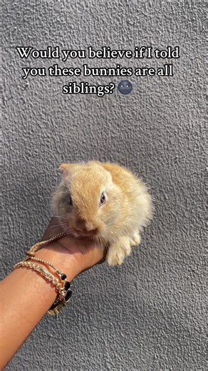 Adorable Bunny Siblings: A Look at Breed Variations