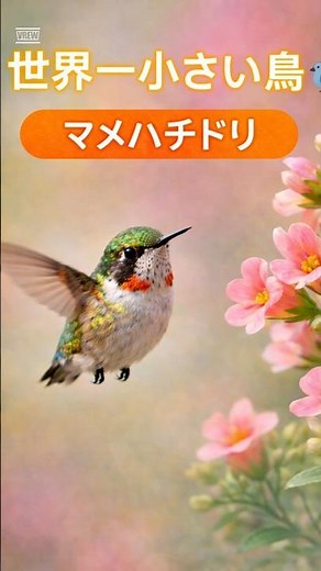 世界一小さい鳥🐦 マメハチドリのひみつ