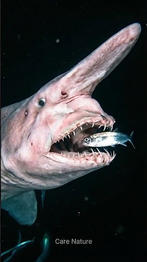 Why the Goblin Shark is Considered an Alien Shark