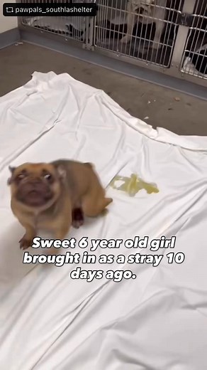 Adopted! 🎉 🆘LESS THAN 24 HOURS TO LIVE!🆘 MADDY #A2239187 IS MEDICALLY ALERTED!🚨 Maddy will need a true miracle 🙏 She’s 6 yrs old and arrived at the shelter less than 2 weeks ago. She’s a very sweet girl in desperate need of an exit plan ASAP. Maddy is MEDICALLY ALERTED because she is unable to stand or walk on her hind legs. Medical suspects Intervertebral Disc Disease. She must exit the shelter by THURSDAY 10/30 at 4PM! She is available for ADOPTION or RESCUE. She will need to see a privat