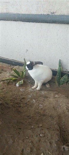 rabbit start making nest for giving child birth