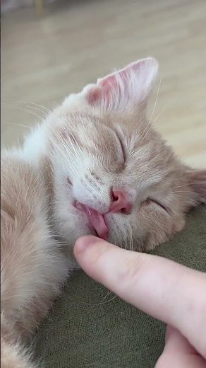 Cute Cat Sticks Tongue Out and Reacts Instantly to Touch || WooGlobe