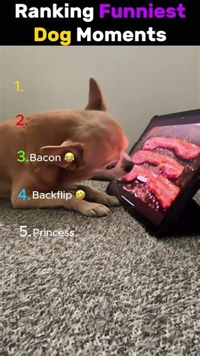 Ranking The Funniest Dog Moments