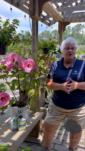 If your hardy hibiscus is looking a little worse for wear lately—with leaves that look like lace or have been “skeletonized”—you’re not alone. In today’s reel, Michaela walks you through two common pests that love to munch on hibiscus this time of year and shows you exactly what to look for. She also shares how to safely and effectively get rid of them so your plant can bounce back and keep putting on a beautiful summer show. Stop the damage before it gets worse—watch the reel to learn more! #ha